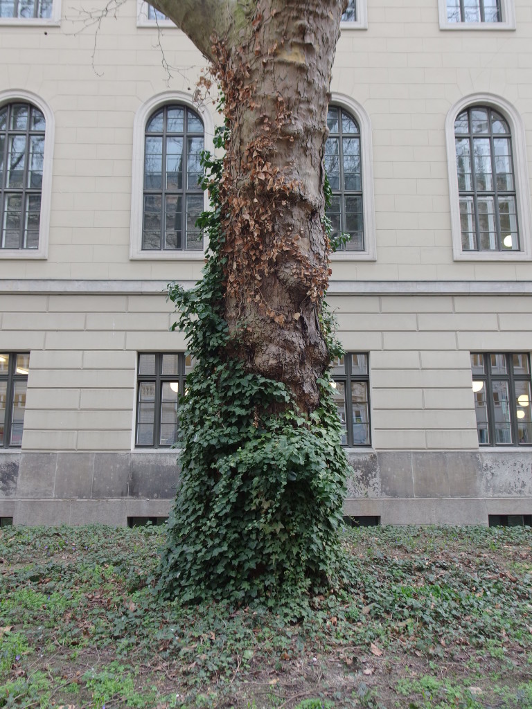 Linden on Unter den Linden, Berlin. Photo by Scarlett Messenger