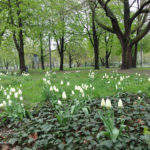 Tulips in Monbijou Park, Berlin. Photo by Scarlett Messenger