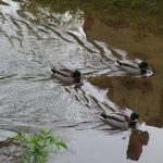 Ducks, Hameln. Photo by Scarlett Messenger
