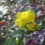 Bee on Oregon Grape (Mahonia aquifolium), Volkspark am Weinbergsweg, Berlin. Photo by Scarlett Messenger