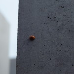 Ladybug on the Holocaust Memorial, Berlin. Photo by Scarlett Messenger