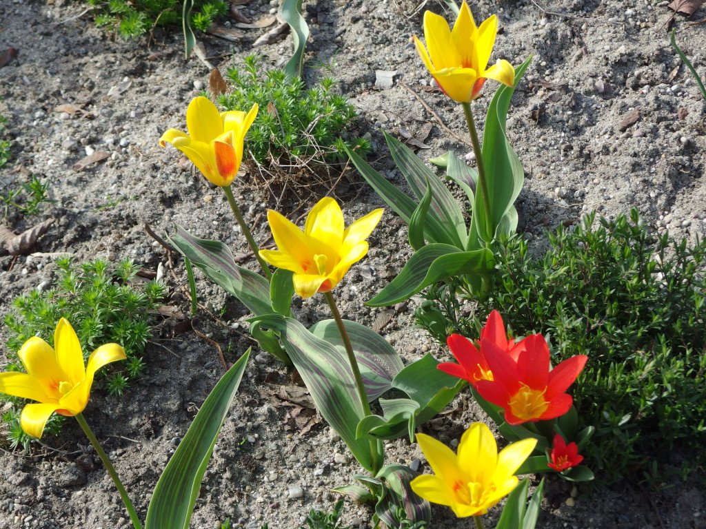Tulips, Volkspark am Weinbergsweg, Berlin. Photo by Scarlett Messenger