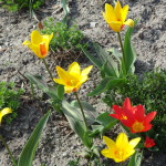 Tulips, Volkspark am Weinbergsweg, Berlin. Photo by Scarlett Messenger