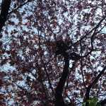 Bird's Nest in a Cherry Tree, Volkspark am Weinbergsweg, Berlin. Photo by Scarlett Messenger