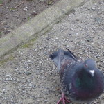 Fat pigeon, Berlin. Photo by Scarlett Messenger