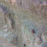 Firebug (Pyrrhocoris apterus), Volkspark am Weinbergsweg, Berlin. Photo by Scarlett Messenger