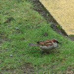 House Sparrow, Nikolaiviertel. Berlin. Photo by Scarlett Messenger