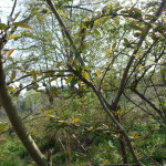 Volkspark am Weinbergsweg, Berlin. Photo by Scarlett Messenger