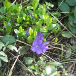 Violets, Volkspark am Weinbergsweg, Berlin. Photo by Scarlett Messenger