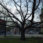 Volkspark am Weinbergsweg, Berlin. Photo by Scarlett Messenger