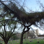 Volkspark am Weinbergsweg, Berlin. Photo by Scarlett Messenger