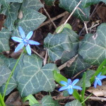 Siberian squill (Scilla sibirica), Volkspark am Weinbergsweg, Berlin. Photo by Scarlett Messenger