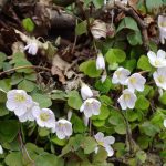 Common Wood Sorrel, Externsteine. Photo by Scarlett Messenger