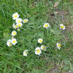 Daisies, Externsteine. Photo by Scarlett Messenger