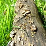 Fungus, Opfermoor Vogtei. Photo by Scarlett Messenger