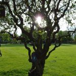 Tree, Bürgergarten, Hameln. Photo by Scarlett Messenger