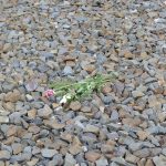 Sachsenhausen Concentration Camp, Oranienburg. Photo by Scarlett Messenger