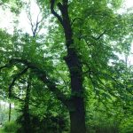 Trees, Treptower Park, Berlin. Photo by Scarlett Messenger