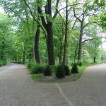 Trees, Treptower Park, Berlin. Photo by Scarlett Messenger