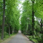 Friedhof der St.-Matthias-Gemeinde, Berlin-Tempelhof. Photo by Scarlett Messenger