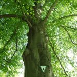 Trees, Treptower Park, Berlin. Photo by Scarlett Messenger