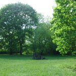 Trees, Treptower Park, Berlin. Photo by Scarlett Messenger