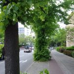 Tree with Ivy, Berlin. Photo by Scarlett Messenger