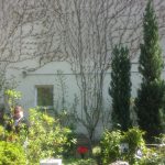 Vines, Dorotheenstädtisch-Friedrichswerderscher Friedhof, Berlin. Photo by Elliott Cribbs