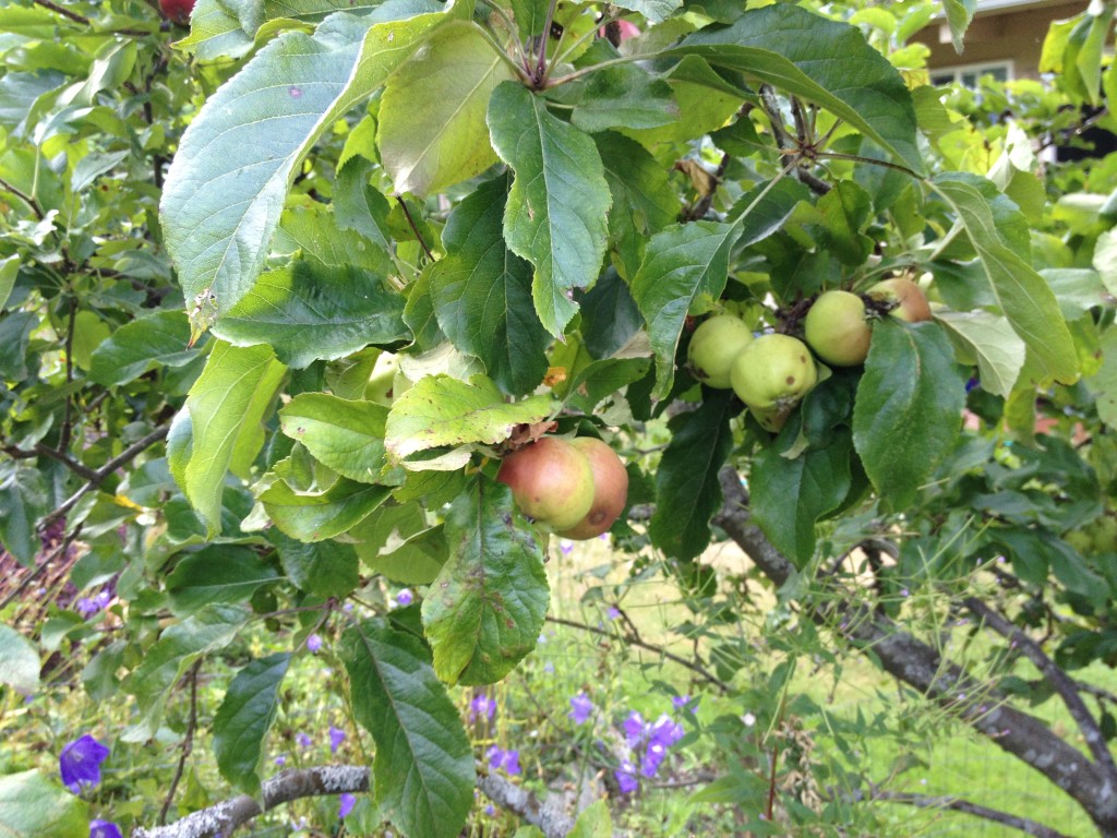 Apples, Lummi Island, WA. Photo by Scarlett Messenger
